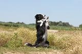 BORDER COLLIE 256
